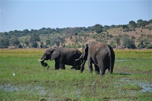  Botswana - 50