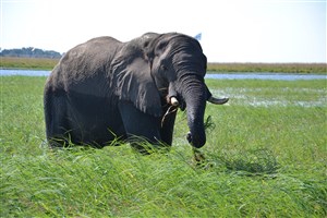  Botswana - 51