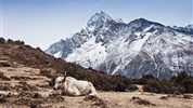 Bhútán - trek Laya Gasa