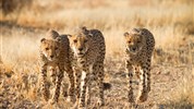 Namibie - barvy pouště s anglickým průvodcem