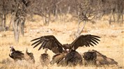 Namibie - barvy pouště s anglickým průvodcem