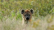 Kmeny severu Namibie a safari v NP Etosha (s českým průvodcem) - Namibie_zajezd_dovolena_Etosha_hyena