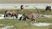 Kmeny severu Namibie a safari v NP Etosha (s českým průvodcem) - Namibie_zajezd_dovolena v exotice_Etosha_Oryx