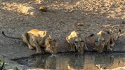 Kmeny severu Namibie a safari v NP Etosha (s českým průvodcem) - Namibie_zajezd_dovolena_Etosha_napajedlo_lvice