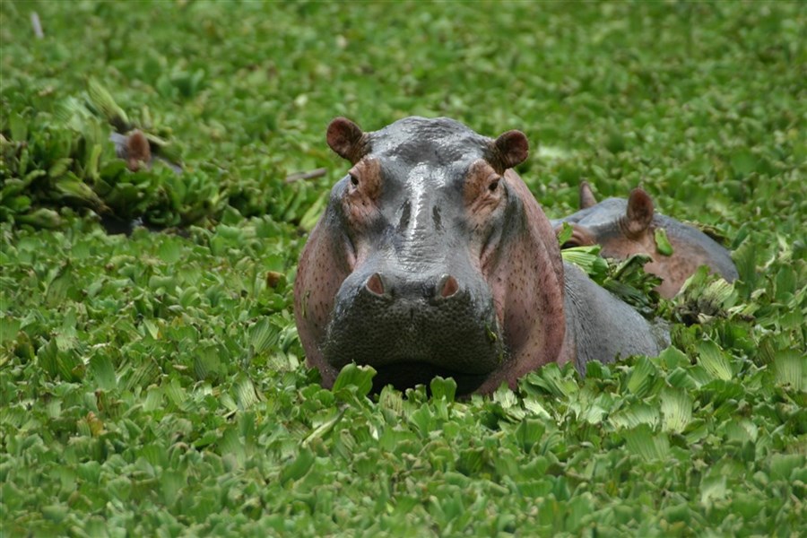 Luxusní Tanzanie - Tarangire, Ngorongoro a Serengeti s pobytem na Zanibaru