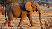 Luxusní Tanzanie - Tarangire, Ngorongoro a Serengeti s pobytem na Zanibaru