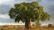 Luxusní Tanzanie - Tarangire, Ngorongoro a Serengeti s pobytem na Zanibaru