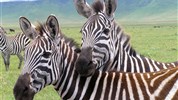 Luxusní Tanzanie - Tarangire, Ngorongoro a Serengeti s pobytem na Zanibaru - Zebry stepní