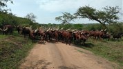 Safari v Ugandě - Cesta za gorilami s českým průvodcem