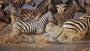 Kmeny severu Namibie a safari v NP Etosha (s českým průvodcem) - Namibie_zajezd_dovolena_safari_Etosha_zebry