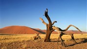 Expedice náklaďákem po Namibii a safari v NP Etosha (s anglicky mluvícím průvodcem) - Duny v Sossusvlei se starou akácií
