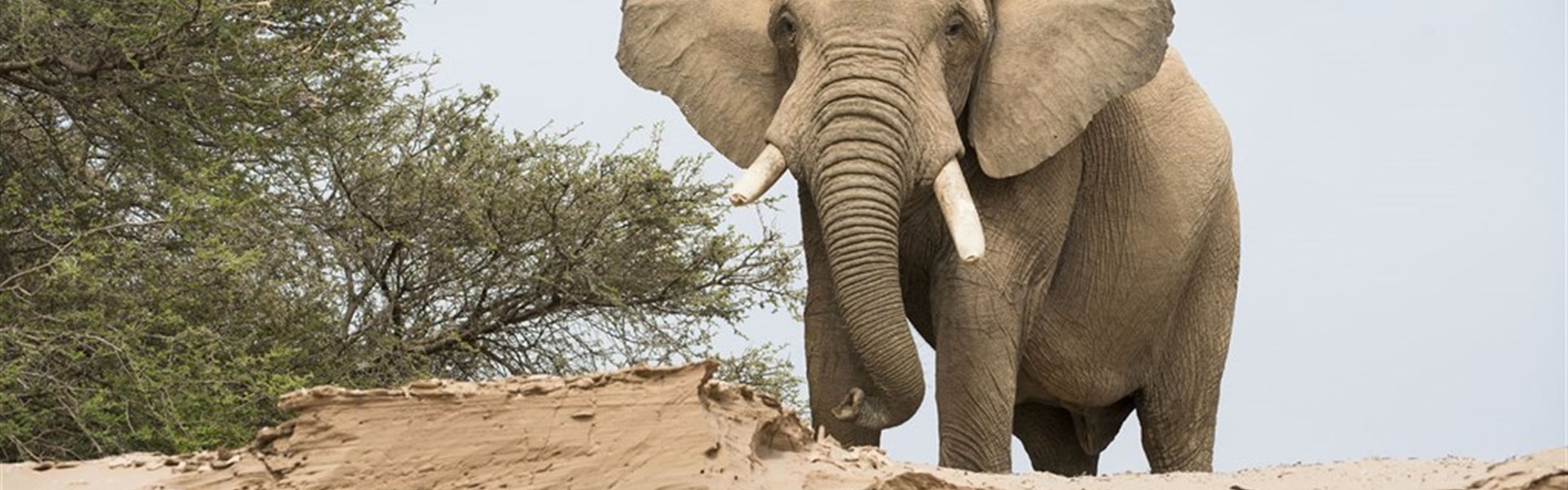 Expedice náklaďákem po Namibii a safari v NP Etosha (s anglicky mluvícím průvodcem) - Strážce stáda