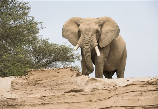 Expedice náklaďákem po Namibii a safari v NP Etosha (s anglicky mluvícím průvodcem) - Namibie - Strážce stáda