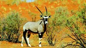 Expedice náklaďákem po Namibii a safari v NP Etosha (s anglicky mluvícím průvodcem) - Přímorožec jihoafrický (aka gemsbok, oryx)
