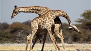Expedice náklaďákem po Namibii a safari v NP Etosha (s anglicky mluvícím průvodcem) - Mladí žirafí samci při nácviku "souboje"