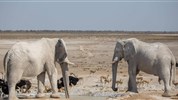 Expedice náklaďákem po Namibii a safari v NP Etosha (s anglicky mluvícím průvodcem) - Sloní stádo u napajedla