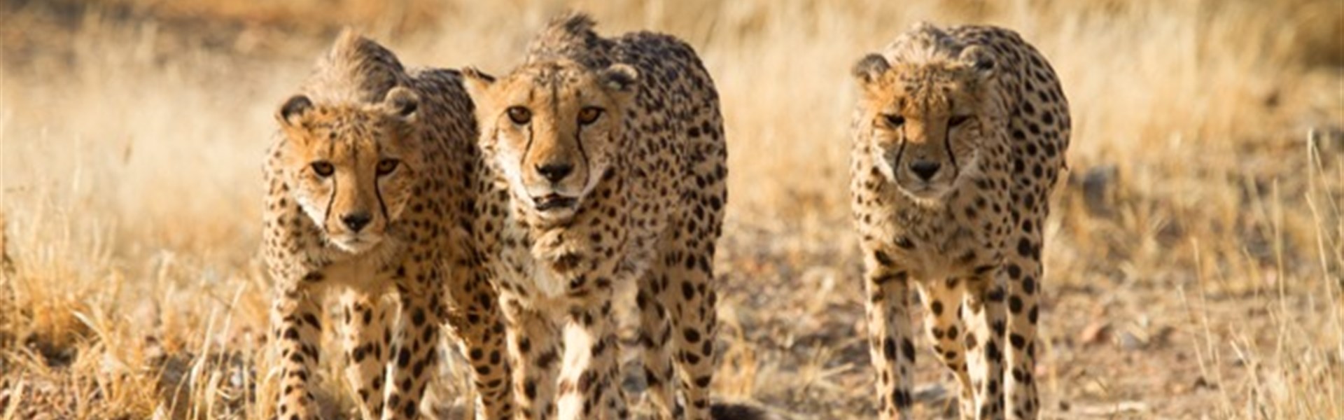 Divoká Namibie a safari v NP Etosha (expedičním náklaďákem s českým průvodcem) - Gepardí bratři