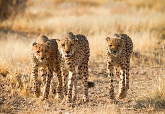 Divoká Namibie a safari v NP Etosha (expedičním náklaďákem s českým průvodcem) - Afrika - Gepardí bratři