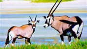 Divoká Namibie a safari v NP Etosha (expedičním náklaďákem s českým průvodcem) - Pár přímorožců (oryxů) v přírodní rezervaci Namibrand