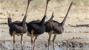 Divoká Namibie a safari v NP Etosha (expedičním náklaďákem s českým průvodcem) - Pštrosi v NP Etosha