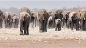 Divoká Namibie a safari v NP Etosha (expedičním náklaďákem s českým průvodcem) - Sloní stádo v NP Etosha