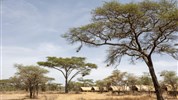 Velká migrace v Serengeti a kráter Ngorongoro a Tarangire - Tanzanie_Serengeti_Ndutu_Africa Safari Ndutu