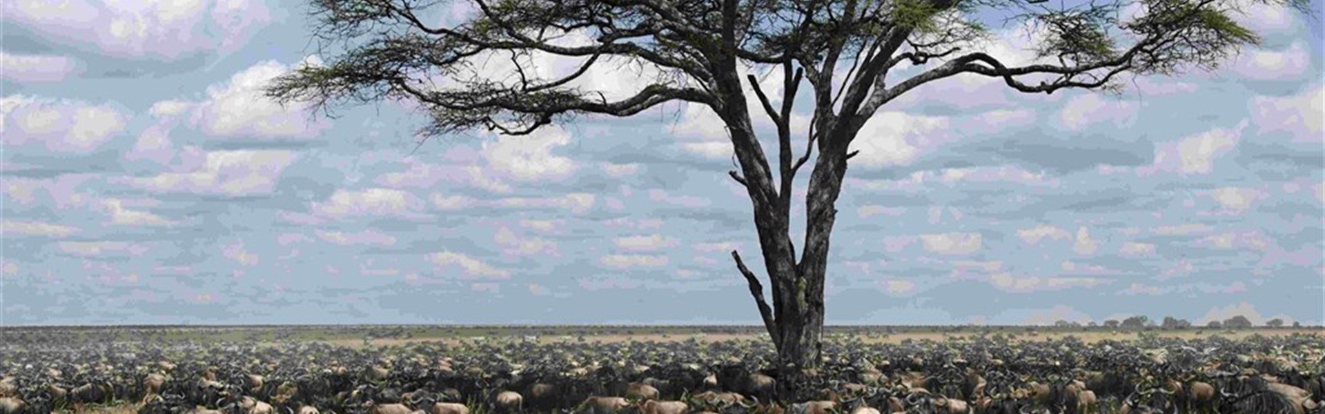 Velká migrace v Serengeti a kráter Ngorongoro a Tarangire - Tanzanie_Serengeti_velká migrace