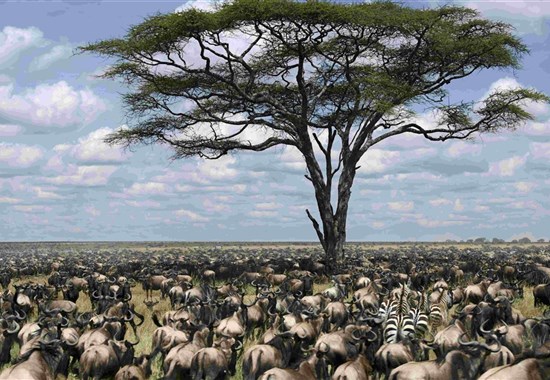 Velká migrace v Serengeti a kráter Ngorongoro a Tarangire - Lake Manyara - Tanzanie_Serengeti_velká migrace