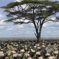 Lemala Ndutu Tented Camp 5* - Tanzanie_Serengeti_velká migrace - ckmarcopolo.cz