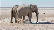 Divoká Namibie a safari v NP Etosha (expedičním náklaďákem s českým průvodcem) - Pouštní sloni