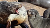 Divoká Namibie a safari v NP Etosha (expedičním náklaďákem s českým průvodcem) - Cape Cross