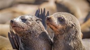 Expedice náklaďákem po Namibii a safari v NP Etosha (s anglicky mluvícím průvodcem) - Cape Cross