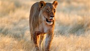 Expedice náklaďákem po Namibii a safari v NP Etosha (s anglicky mluvícím průvodcem) - Lvice