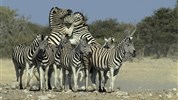 Od Etoshi přes Caprivi k Viktoriiným vodopádům (s anglicky mluvícím průvodcem) - Zebry NP Etosha