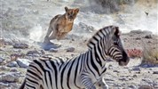 Od Etoshi přes Caprivi k Viktoriiným vodopádům (s anglicky mluvícím průvodcem) - Lvice na lovu v NP Etosha