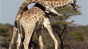 Od Etoshi přes Caprivi k Viktoriiným vodopádům (s anglicky mluvícím průvodcem) - Tanec žiraf