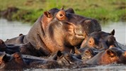 Od Etoshi přes Caprivi k Viktoriiným vodopádům (s anglicky mluvícím průvodcem) - Hroši, Okawango