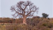 Od Etoshi přes Caprivi k Viktoriiným vodopádům (s anglicky mluvícím průvodcem) - Baobab
