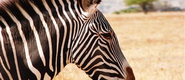  Buffallo Springs - 1