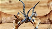 Netradiční safari okruh v Keni - Ol Pejeta, Samburu, Buffalo Springs a pobyt u moře - Keňa_Samburu