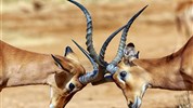 Netradiční safari okruh v Keni - Ol Pejeta, Samburu, Buffalo Springs a pobyt u moře - Keňa_Samburu