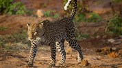 Netradiční safari okruh v Keni - Ol Pejeta, Samburu, Buffalo Springs a pobyt u moře - Keňa_Samburu