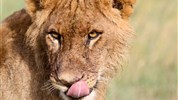 Netradiční safari okruh v Keni - Ol Pejeta, Samburu, Buffalo Springs a pobyt u moře - Keňa_Ol Pajeta
