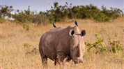 Netradiční safari okruh v Keni - Ol Pejeta, Samburu, Buffalo Springs a pobyt u moře - Keňa_Ol Pajeta