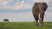 Netradiční safari okruh v Keni - Ol Pejeta, Samburu, Buffalo Springs a pobyt u moře - Keňa_Ol Pajeta