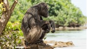 Netradiční safari okruh v Keni - Ol Pejeta, Samburu, Buffalo Springs a pobyt u moře - Keňa_Ol Pajeta