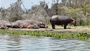 Putování za velkou pětkou v Masai Mara a jezera Nakuru a Naivasha - český průvodce