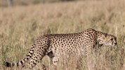 Putování za velkou pětkou v Masai Mara a jezera Nakuru a Naivasha - český průvodce