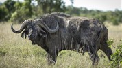 Netradiční safari okruh v Keni - Ol Pejeta, Samburu, Buffalo Springs a pobyt u moře - Keňa_Ol Pajeta_buvol