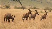 Netradiční safari okruh v Keni - Ol Pejeta, Samburu, Buffalo Springs a pobyt u moře